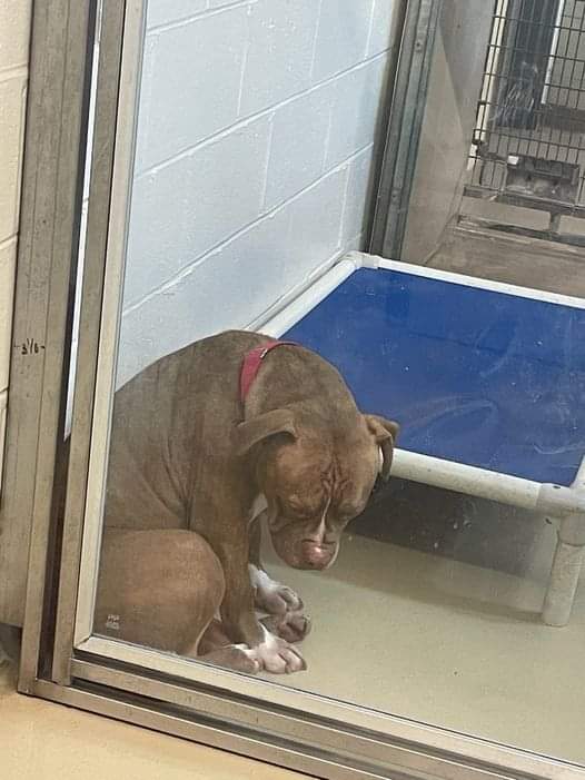 Heartbreaking photo shows shelter pit bull “losing hope” after adoptions fall through — still looking for a home