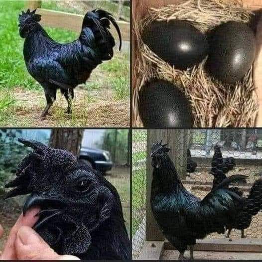 This black chicken cost between 2500-5000$